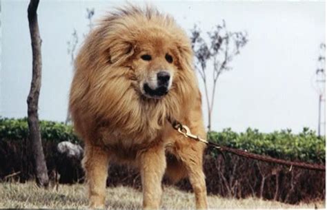 Tibetan Mastiff shaved to look like a lion. Very beautiful breed, they ...