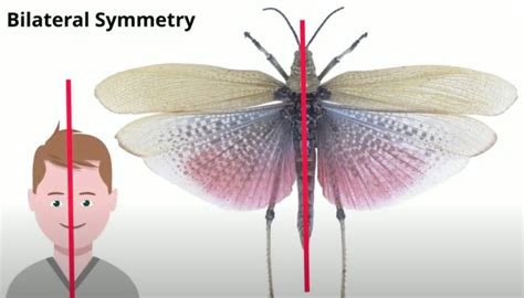 What is an Arachnid? | MooMooMath and Science