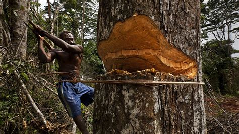 The Congo Basin rainforest, the second largest in the world, could ...