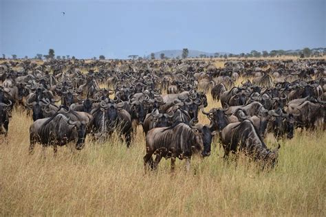 7 Days Ngorongoro and Serengeti safari - Munda Africa Adventure