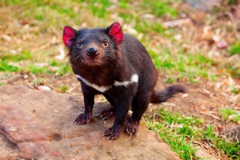 Tasmanian Devil Babies Born First Time in Australia in 3000 Years! - One Green Planet