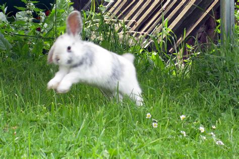 Bunny Binky | emmapayne3 | Flickr