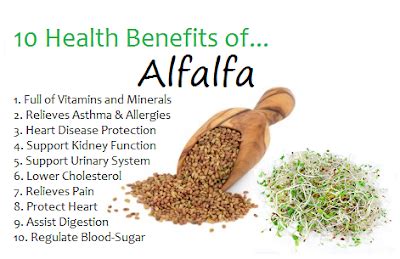 Health Benefits Of Alfalfa - Mia Liana