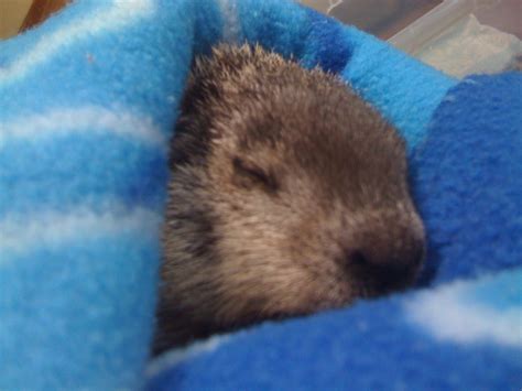 Baby Groundhogs - Bi-State Wildlife Hotline