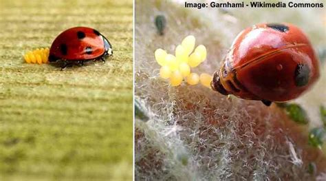 Ladybug Life Cycle: Eggs, Larvae, Pupae, Adult (With Pictures) - Identification Guide