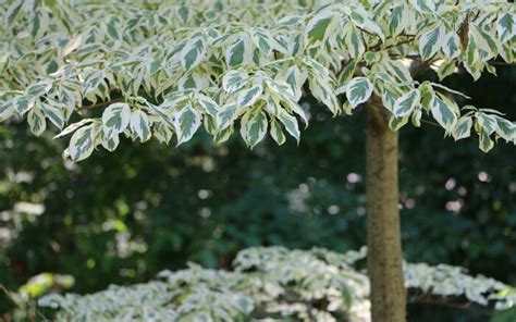 Three Amazing Understory Trees and Shrubs - Fine Gardening