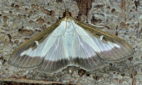 Box-tree moth | Butterfly Conservation