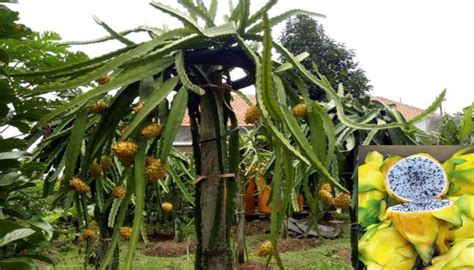 Panduan Lengkap Cara Budidaya Buah Naga Kuning Agar Cepat Berbuah Bagi ...