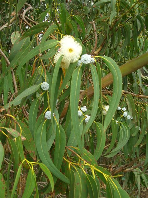 File:Starr 051123-5467 Eucalyptus globulus.jpg - Wikipedia