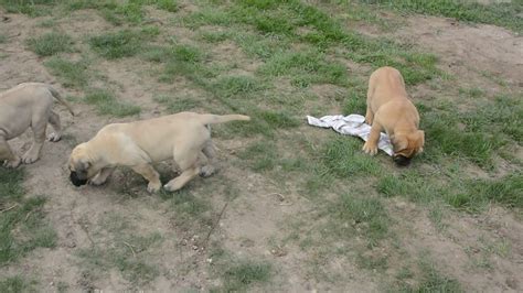 2 month old canary dog puppies from Champion bloodline for sale on Euro Puppy - YouTube