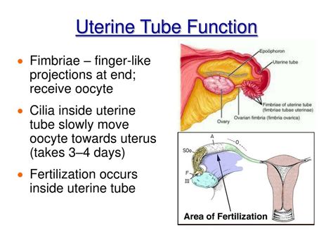 PPT - Chapter 16 The Reproductive System PowerPoint Presentation, free ...