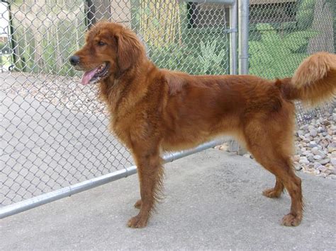 Golden Cocker Retriever, Golden Retriever and Cocker Spaniel Mix ...