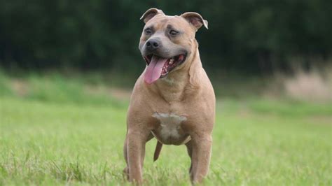 Staffordshire Bull Terrier - Price, Temperament, Life span in 2021 | Staffy bull terrier, Bull ...