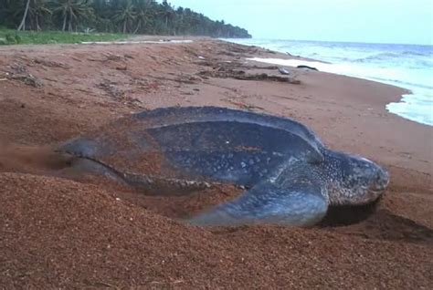 Shell Beach Guyana | Guyana, Ecotourism, British guiana