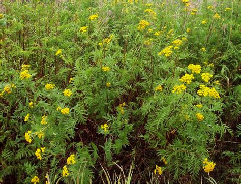 Yellow Flower Weed Identification