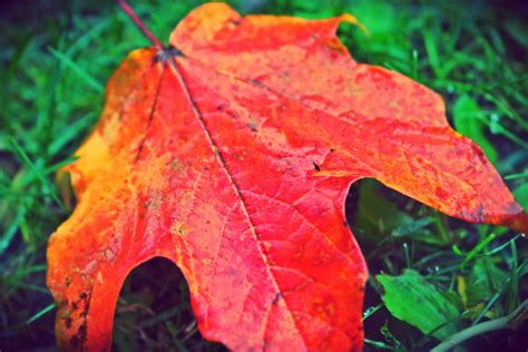 Free Images : orange, leaves, september, autumn, background, nature, yellow, maple leaf ...