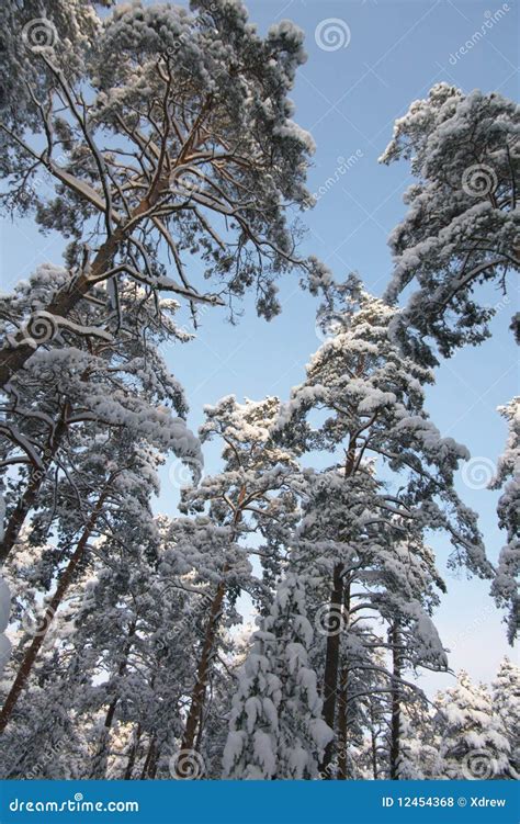 Evergreen Trees In Winter Royalty Free Stock Photos - Image: 12454368