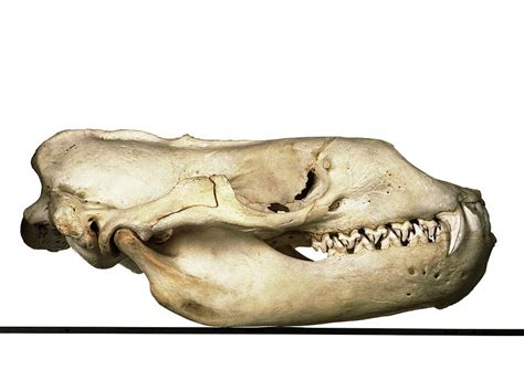 Leopard Seal Skull Photograph by Ucl Grant Museum Of Zoology, Fred ...