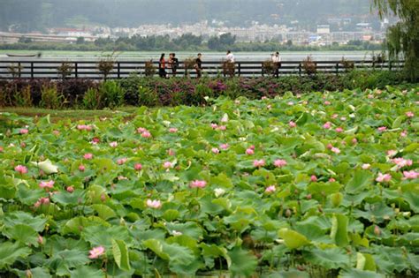 Dian Lake in Yunnan is clean again