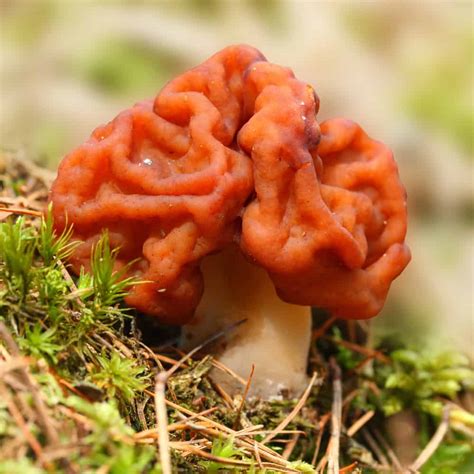 How Do I Identify a True Morel From a False Morel? - Mushroom Huntress