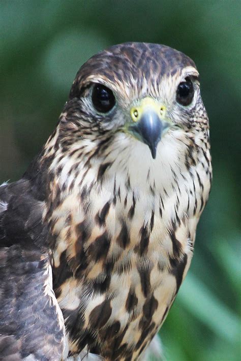 Falcons | Audubon Center for Birds of Prey