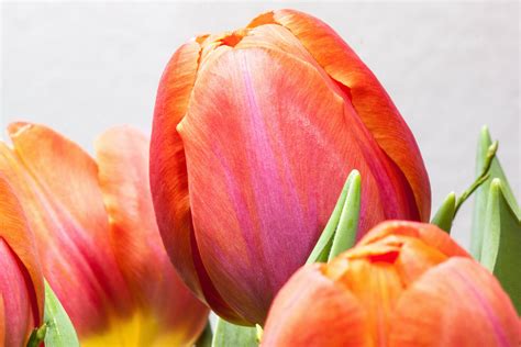 Free photo: Tulip Closeup - Blooming, Closeup, Flower - Free Download - Jooinn