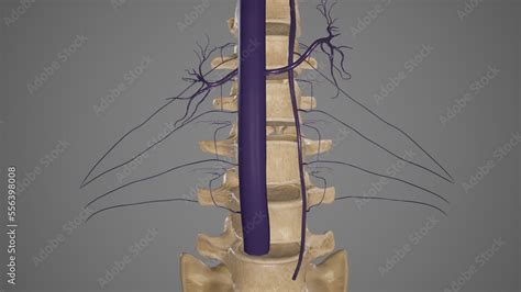 Anatomical Illustration of Lumbar Veins.3d rendering Stock Illustration | Adobe Stock