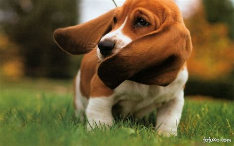 Basset Hound - Raças de Cachorros