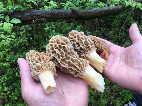 7 best morel mushroom hunting tips as season set to explode in Michigan ...