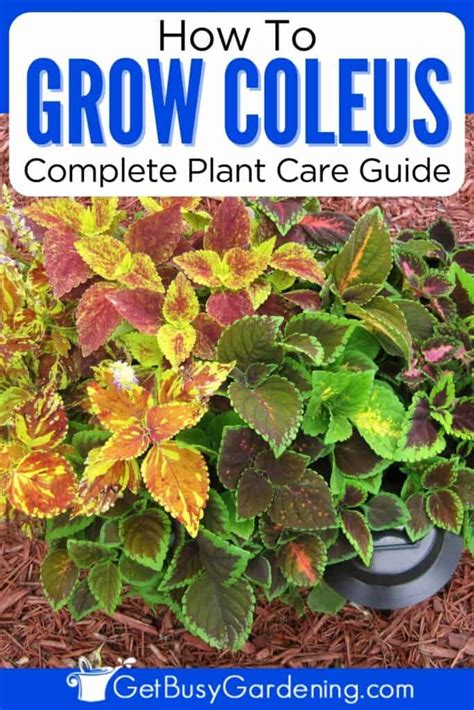 Coleus Plant Care & Complete Growing Guide - Get Busy Gardening