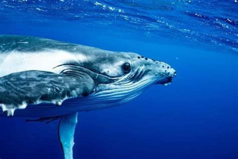 Humpback Whale Animal Facts | Megaptera novaeangliae - AZ Animals