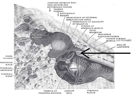 Superior tympanic artery - Alchetron, the free social encyclopedia