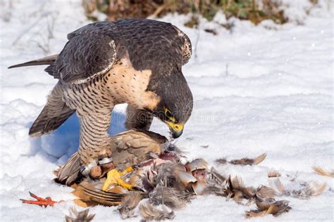 Peregrine Falcon Eating Its Partridge Prey Stock Photo - Image of ...