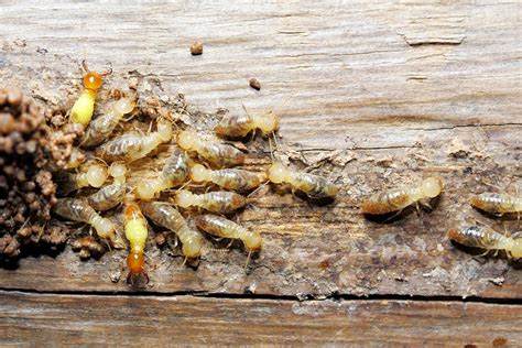 Termite Control: Protecting Your Home From Termite Damage | Termite Treatments