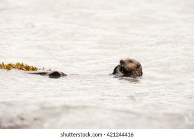 224 Sea Otter Eating A Clam Images, Stock Photos & Vectors | Shutterstock