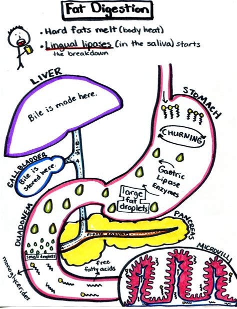 Digestion Of Fats Flowchart