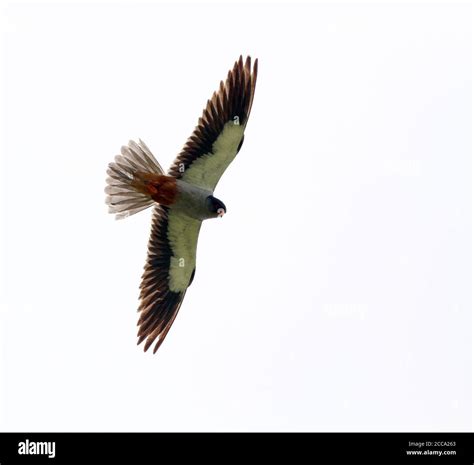 Amur falcon migration Cut Out Stock Images & Pictures - Alamy