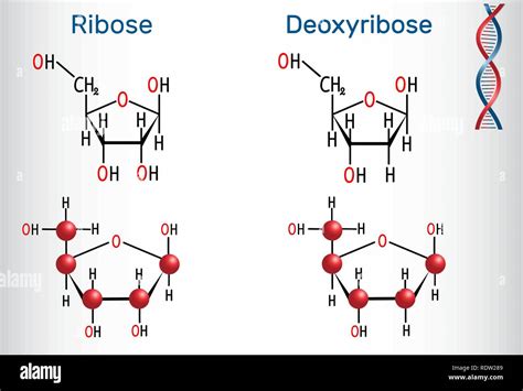 Ribose Vs Deoxyribose