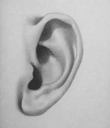 How To Draw Realistic Ears - Considerationhire Doralutz