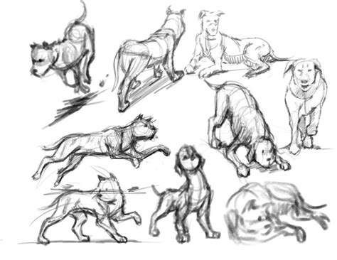 Ben Chue - gesture drawings/animal studies