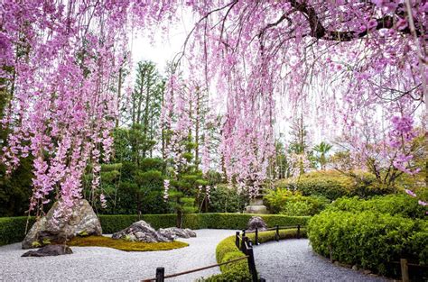 Le foto più belle della fioritura dei ciliegi in Giappone | Japan ...