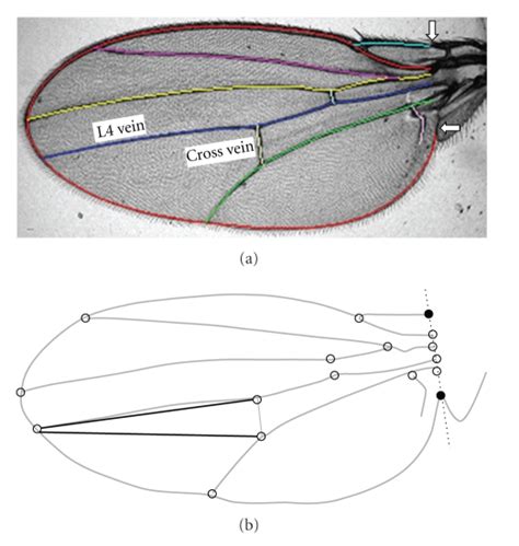 Image of splined Drosophila melanogaster wing and distances used in ...