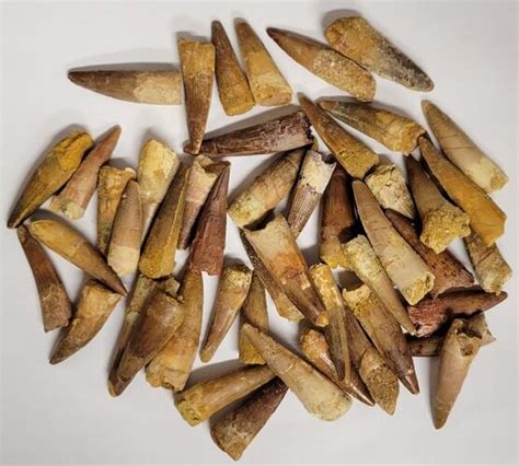 Lot of 300 Spinosaurus Teeth (#201296) For Sale - FossilEra.com