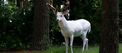 Seneca White Deer Herd (the history of white deer in Seneca, NY)