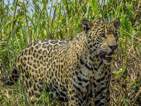 Mateo Bohringer - Wildlife Photographer - Jaguar Pantanal