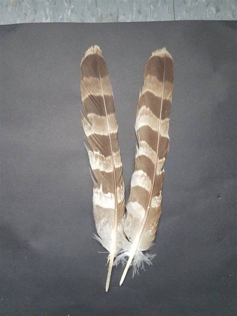 Goshawk tail feathers boho. Natural. | Etsy | Tail feathers, Nature, Boho