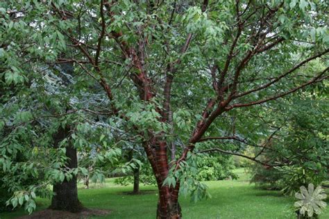 Prunus_serrula_var_tibetica Cherry Blossom Tree, Cherry Tree, Colorful Flowers, White Flowers ...