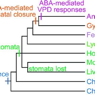 The gradualistic model for the evolution of abscisic acid... | Download Scientific Diagram