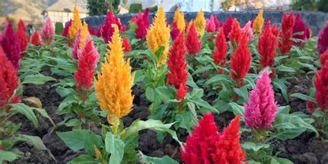 Celosia Plant (Cockscomb) Care & Growing Guide