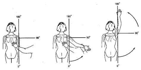 Shoulder Flexion Vs Extension